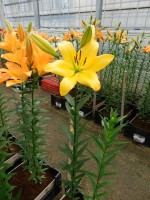 [5134 Kingsville VZ No02.JPG]